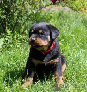 Zdjęcie №4. Sprzedam rottweiler w Калинковичи. od żłobka - cena - 4186zł