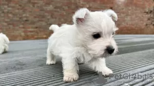 Dodatkowe zdjęcia: Szczenięta West Highland White Terrier