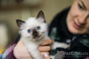 Zdjęcie №1. ragdoll - na sprzedaż w Mainz | Bezpłatny | Zapowiedź № 95891