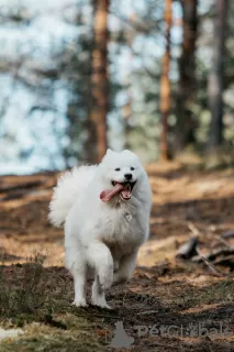 Zdjęcie №1. samojed (rasa psa) - na sprzedaż w Psków | negocjowane | Zapowiedź №28124