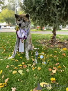 Dodatkowe zdjęcia: Sprzedam szczenięta Akita-Inu