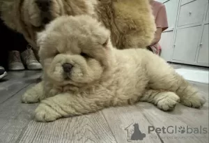 Zdjęcie №3. Schöne Chow-Chow-Welpen.. Niemcy