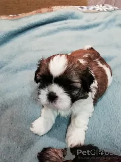 Dodatkowe zdjęcia: Rasowe szczenięta Shih Tzu.