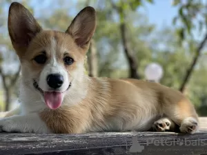 Zdjęcie №1. welsh corgi - na sprzedaż w Saratov | negocjowane | Zapowiedź №64582