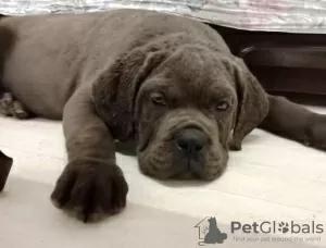 Dodatkowe zdjęcia: Szczenięta Cane Corso