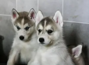 Dodatkowe zdjęcia: St. Petersburg. Szczenięta Siberian Husky są oferowane na sprzedaż