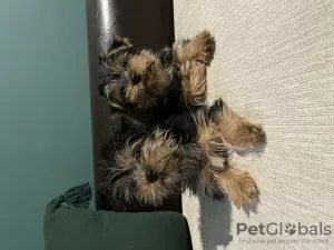 Zdjęcie №2 do zapowiedźy № 81736 na sprzedaż  yorkshire terrier - wkupić się Belgia prywatne ogłoszenie