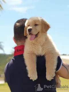 Zdjęcie №2 do zapowiedźy № 48054 na sprzedaż  golden retriever - wkupić się Hiszpania 