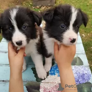 Zdjęcie №1. border collie - na sprzedaż w Paryż | negocjowane | Zapowiedź №98328