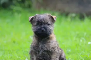 Zdjęcie №1. cairn terrier - na sprzedaż w Sewerodwinsk | Negocjowane | Zapowiedź №3110