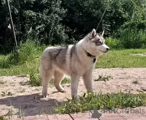 Zdjęcie №1. husky syberyjski - na sprzedaż w Woroneż | 2578zł | Zapowiedź №11609