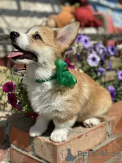 Zdjęcie №4. Sprzedam welsh corgi w Saratov. prywatne ogłoszenie - cena - negocjowane