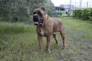 Zdjęcie №2 do zapowiedźy № 7973 na sprzedaż  cane corso - wkupić się Federacja Rosyjska prywatne ogłoszenie, od żłobka