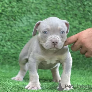 Zdjęcie №1. american bully - na sprzedaż w Амстердам | 2721zł | Zapowiedź №105796