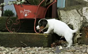 Zdjęcie №2 do zapowiedźy № 126470 na sprzedaż  jack russell terrier - wkupić się Niemcy prywatne ogłoszenie