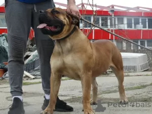 Zdjęcie №4. Sprzedam boerboel w Lazarevac. hodowca - cena - negocjowane