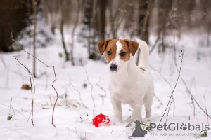 Dodatkowe zdjęcia: Szczeniak rasowy Jack Russell Terrier