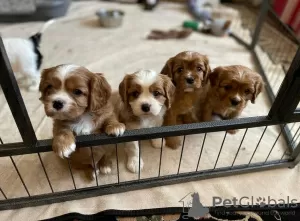 Zdjęcie №1. cavalier king charles spaniel - na sprzedaż w Wilno | negocjowane | Zapowiedź №119698