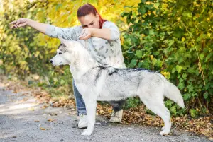 Zdjęcie №4. Sprzedam husky syberyjski w Kijów. od żłobka - cena - Negocjowane