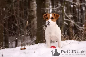 Dodatkowe zdjęcia: Szczeniak rasowy Jack Russell Terrier