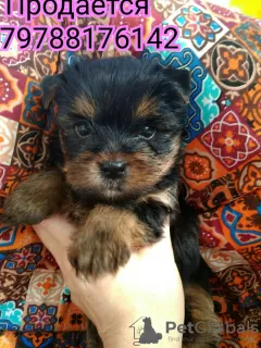 Zdjęcie №1. yorkshire terrier - na sprzedaż w Miasto Krymsk | 56357zł | Zapowiedź №8765