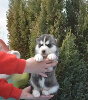 Dodatkowe zdjęcia: Szczeniakom Siberian Husky oferuje się rezerwację