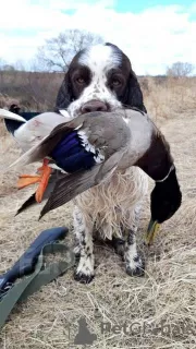 Zdjęcie №4. Sprzedam springer spaniel angielski w Chabarowsk. prywatne ogłoszenie - cena - 1297zł