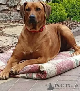 Dodatkowe zdjęcia: Rhodesian Ridgeback suczka ZKWP/FCI