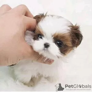 Zdjęcie №2 do zapowiedźy № 56354 na sprzedaż  shih tzu - wkupić się USA hodowca