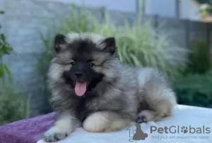 Dodatkowe zdjęcia: Szczenięta Keeshond / szpic wilczy