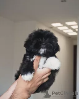 Zdjęcie №3. SZCZENIĘTA SHIH TZU. Kanada