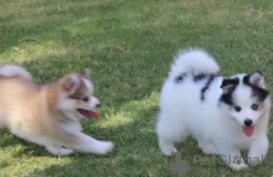 Zdjęcie №3. Szczenięta Pomsky do adopcji. Australia