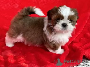 Zdjęcie №1. shih tzu - na sprzedaż w Alaska | 1783zł | Zapowiedź №66415