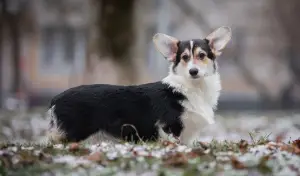 Zdjęcie №4. Sprzedam welsh corgi w Москва. hodowca - cena - 4375zł