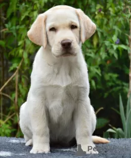 Zdjęcie №1. labrador retriever - na sprzedaż w Чугуев | negocjowane | Zapowiedź №78133