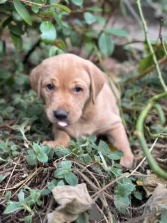 Zdjęcie №1. labrador retriever - na sprzedaż w San Jose | 1576zł | Zapowiedź №128733