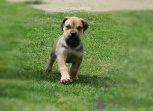 Zdjęcie №2 do zapowiedźy № 124200 na sprzedaż  boerboel - wkupić się Belgia prywatne ogłoszenie