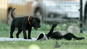 Dodatkowe zdjęcia: Angielski Stafforshire Bull Terrier