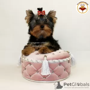 Zdjęcie №2 do zapowiedźy № 10168 na sprzedaż  yorkshire terrier - wkupić się Ukraina prywatne ogłoszenie, od żłobka, hodowca