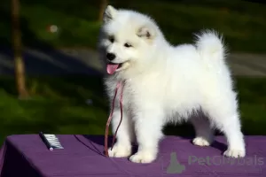 Dodatkowe zdjęcia: Sprzedam szczenięta rasy Samoyed