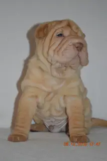 Zdjęcie №1. shar pei - na sprzedaż w Tiumeń | 1812zł | Zapowiedź №4227