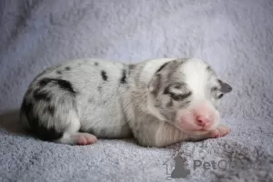 Dodatkowe zdjęcia: szczenięta rasy border collie