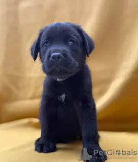 Dodatkowe zdjęcia: Cane Corso wspaniałe szczenięta rodowód FCI