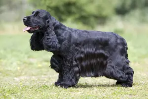 Zdjęcie №3. Cocker spaniel angielski czarny jak noc.. Szwajcaria