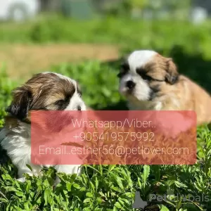 Zdjęcie №1. shih tzu - na sprzedaż w Gornoałtajsk | 1386zł | Zapowiedź №107026