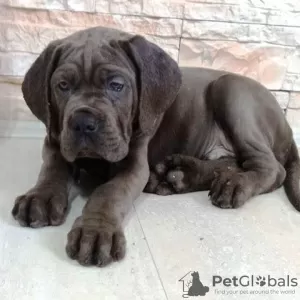 Zdjęcie №3. Szczenięta Cane Corso. Serbia