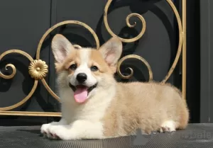 Zdjęcie №3. szczenięta welsh corgi pembroke od Championa. Federacja Rosyjska