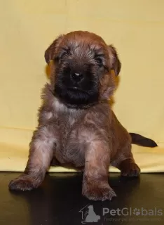 Dodatkowe zdjęcia: Irish Soft Coated Wheat Terrier