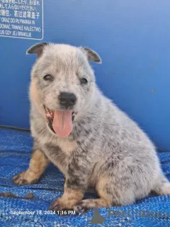 Zdjęcie №4. Sprzedam australian cattle dog w Bačka Topola. hodowca - cena - negocjowane