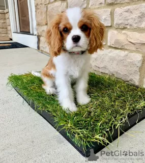 Zdjęcie №3. Piękny Cavalier King Charles,. USA